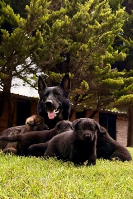 Güç karakterle başlar, karakter doğru üretimle şekillenir.
Von Erk'te her yavru; sağlık, karakter ve çalışma kabiliyeti ön planda yetiştirilir.
äg Working Line German
Shepherd Puppies
• İstanbul / Türkiye