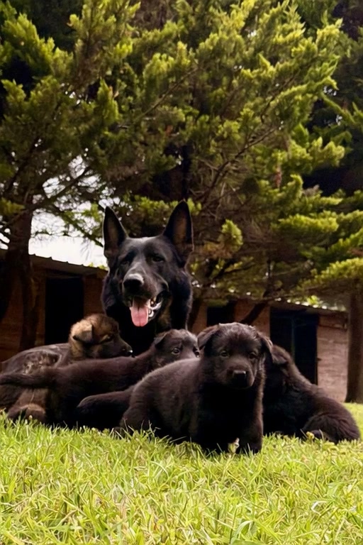 Güç karakterle başlar, karakter doğru üretimle şekillenir.
Von Erk'te her yavru; sağlık, karakter ve çalışma kabiliyeti ön planda yetiştirilir.
äg Working Line German
Shepherd Puppies
• İstanbul / Türkiye