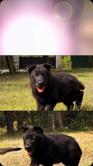 Kalite tesadüf değildir...
Her güçlü Alman Çoban Köpegi, doğru eşleşme, doğru yetiştirme ve yılların tecrübesinin eseridir.
Von Erk’te hedefimiz sadece güzel köpekler
üretmek degil; karakteri, sağlığı ve çalışma yeteneğiyle fark yaratan nesiller yetiştirmektir. #vonerk #almançobanköpeği #almankurdu #almançobanköpeğiyavrusu #almankurduyavrusu