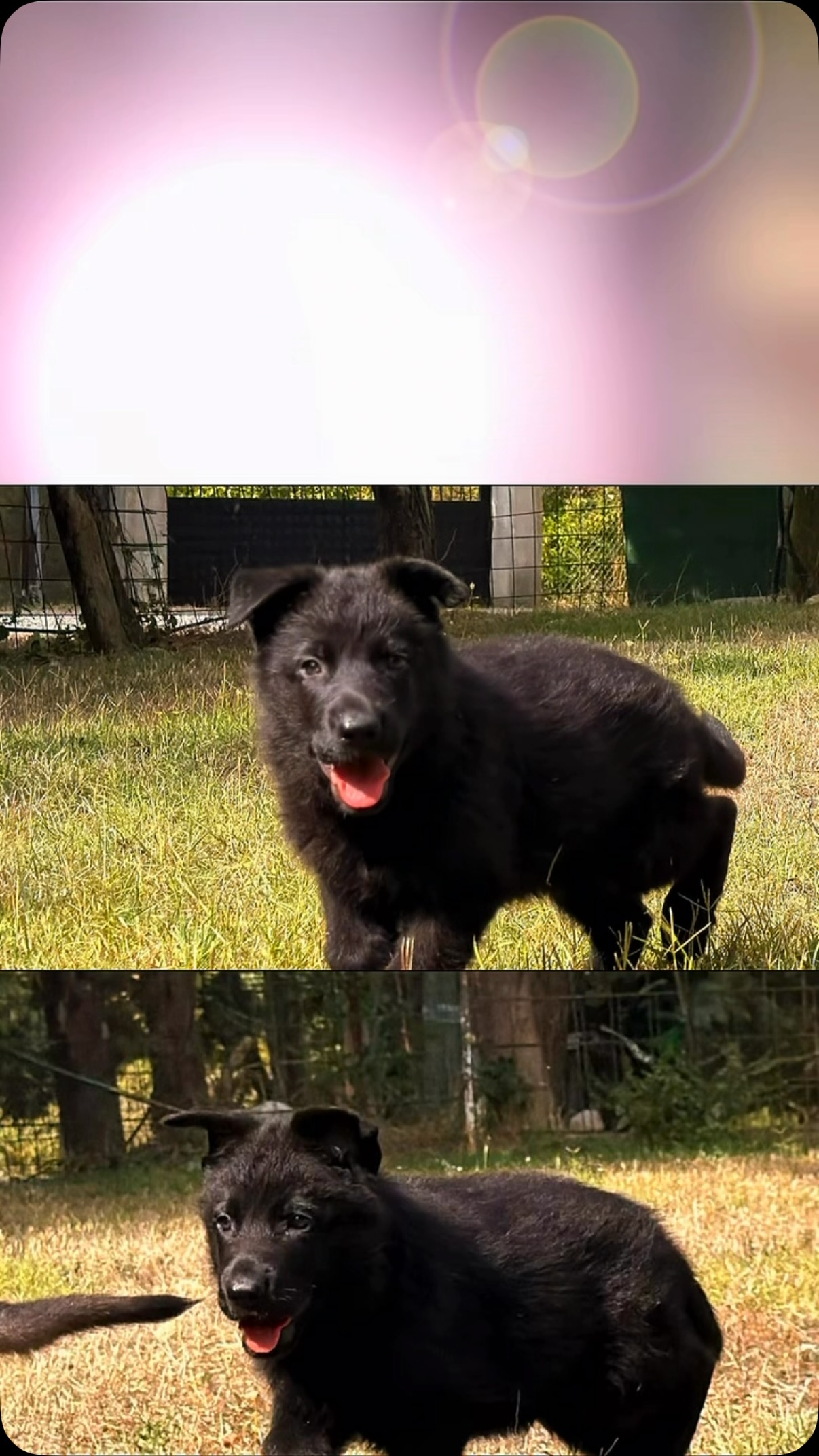 Kalite tesadüf değildir...
Her güçlü Alman Çoban Köpegi, doğru eşleşme, doğru yetiştirme ve yılların tecrübesinin eseridir.
Von Erk’te hedefimiz sadece güzel köpekler
üretmek degil; karakteri, sağlığı ve çalışma yeteneğiyle fark yaratan nesiller yetiştirmektir. #vonerk #almançobanköpeği #almankurdu #almançobanköpeğiyavrusu #almankurduyavrusu